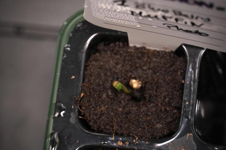 Blueberry  Muffin by Zamnesia Pheno A. Week 0 - Day one