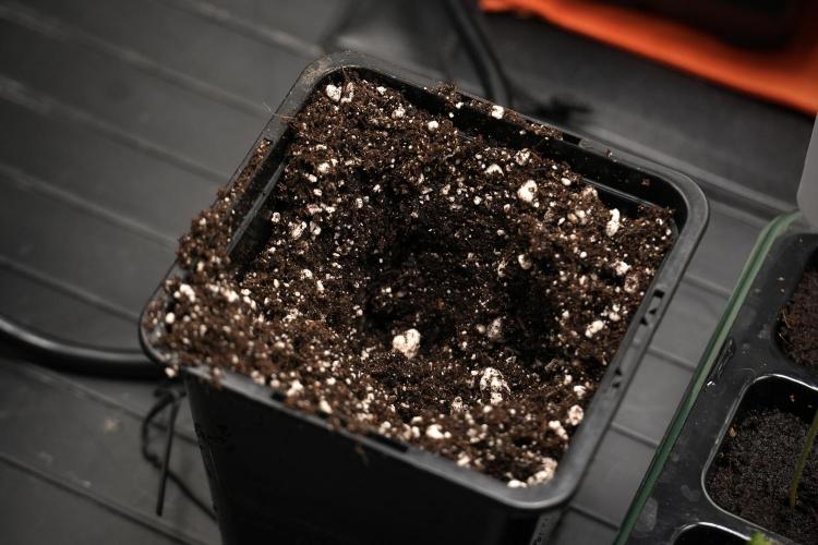 Blueberry  Muffin by Zamnesia Pheno A. Week 0 - Day one transplant