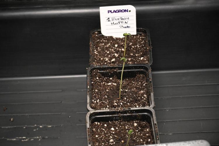 Blueberry  Muffin by Zamnesia Pheno A. Week 0 - Day one transplanted
