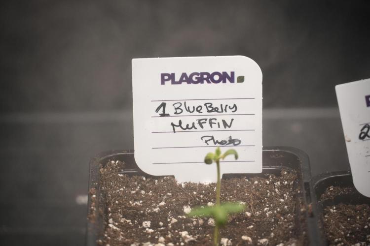 Blueberry  Muffin by Zamnesia Pheno A. Week 0 - Day one transplanted