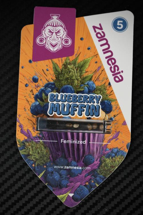 Pheno B Blueberry  Muffin by Zamnesia. Week 0 - BBM Seed Pack Front