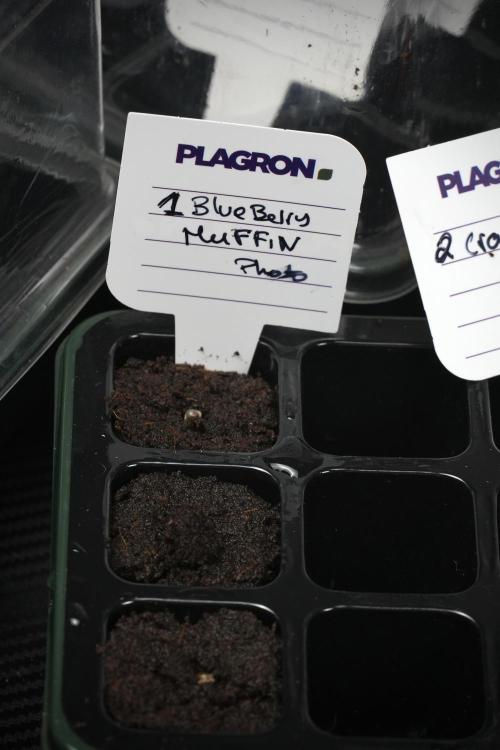 Pheno B Blueberry  Muffin by Zamnesia. Week 0 - Coco Plugs