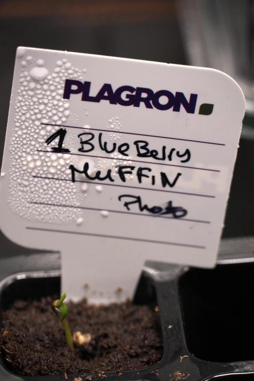 Pheno B Blueberry  Muffin by Zamnesia. Week 0 - BBM B