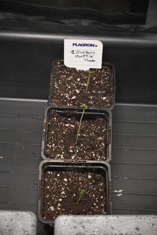 Pheno B Blueberry  Muffin by Zamnesia. Week 0 - BBM all