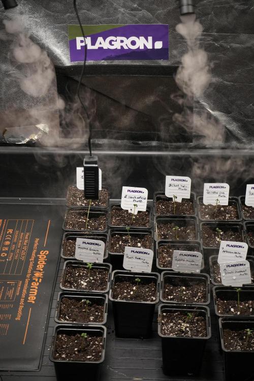 Pheno B Blueberry  Muffin by Zamnesia. Week 0 - Sisters