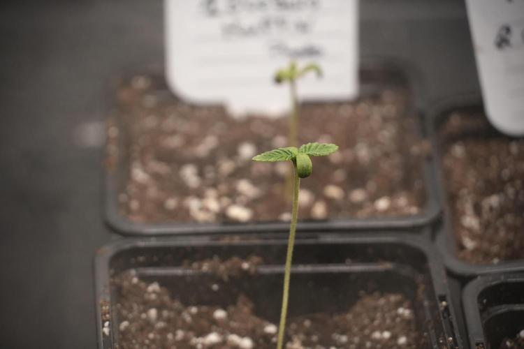 Pheno B Blueberry  Muffin by Zamnesia. Week 0 - BBM B