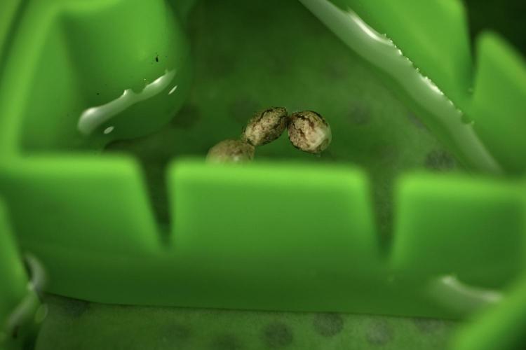 Cash Express By Zamnesia Pheno A. Week 0 - Seeds in The Cannakan