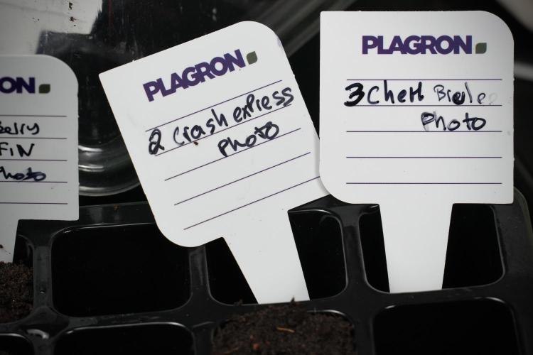 Cash Express By Zamnesia Pheno A. Week 0 - Plant tags