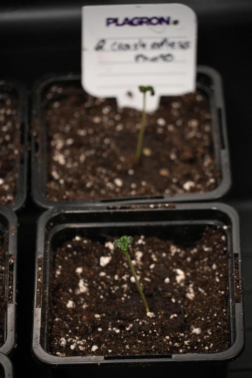 Cash Express By Zamnesia Pheno A. Week 0 - Cash Express first day