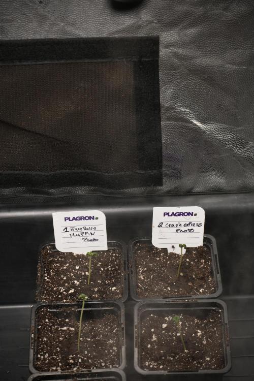 Cash Express By Zamnesia Pheno A. Week 0 - Cash Express first day