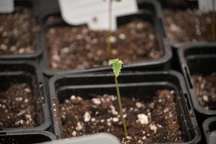 Cash Express By Zamnesia Pheno A. Week 0 - Cash Express first day