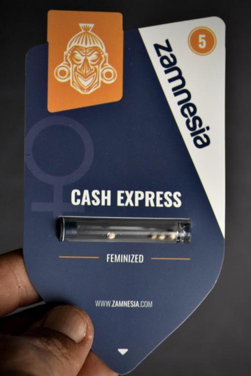 Pheno B Cash Express By Zamnesia. Week 0 - Cash Express seed pack