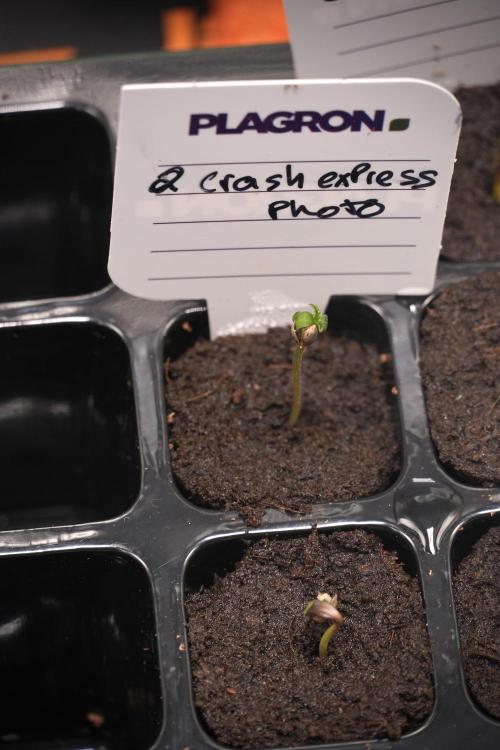 Pheno B Cash Express By Zamnesia. Week 0 - Cash Express B 