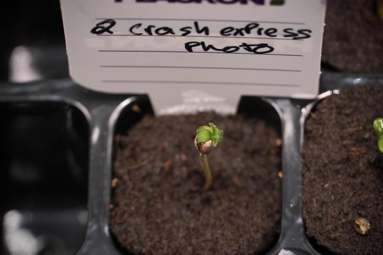 Pheno B Cash Express By Zamnesia. Week 0 - Cash Express B 