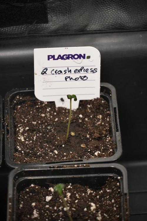 Pheno B Cash Express By Zamnesia. Week 0 - Cash Express B 