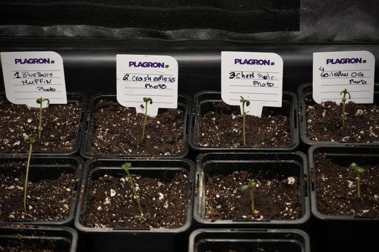 Pheno B Cash Express By Zamnesia. Week 0 - Cash Express B 