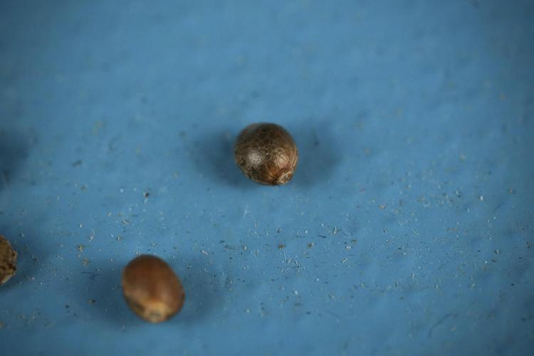 Chem Brulee By Zamnesia Pheno A. Week 0 - Chem Brulee Seed 