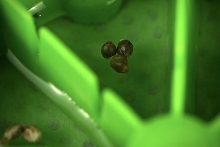 Chem Brulee By Zamnesia Pheno A. Week 0 - Chem Brulee Seeds  in the Kan