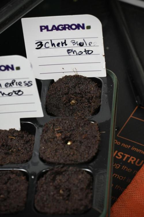Chem Brulee By Zamnesia Pheno A. Week 0 - Chem Brulee Seed A