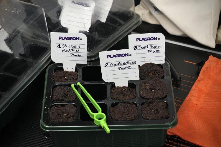 Pheno B Chem Brulee By Zamnesia. Week 0 - Plagron coco plugs done