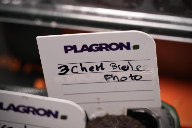 Pheno B Chem Brulee By Zamnesia. Week 0 - Chem Brulee 