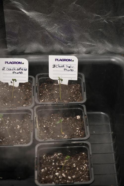 Pheno B Chem Brulee By Zamnesia. Week 0 - Chem Brulee Pheno B and sisters 