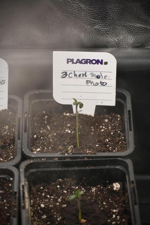 Pheno B Chem Brulee By Zamnesia. Week 0 - Chem Brulee Pheno B 