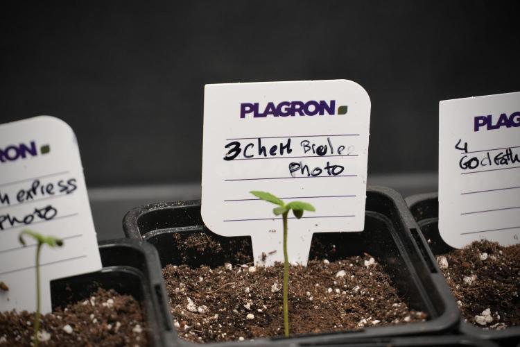 Pheno B Chem Brulee By Zamnesia. Week 0 - Chem Brulee Pheno B 