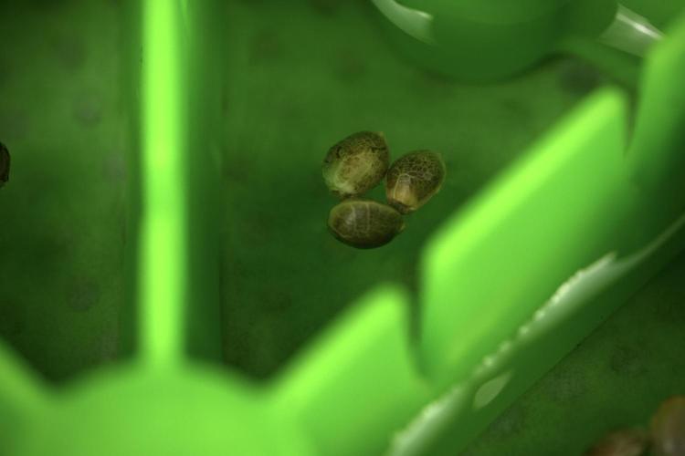 God father OG By Zamnesia Pheno A. Week 0 - The cannakan