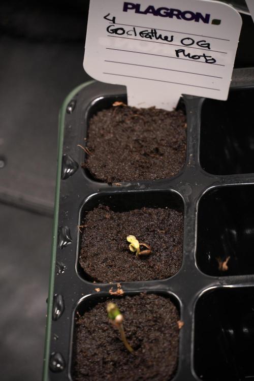 God father OG By Zamnesia Pheno A. Week 0 - GodFather OG seed A