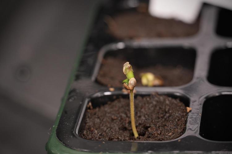 God father OG By Zamnesia Pheno A. Week 0 - GodFather OG seed A