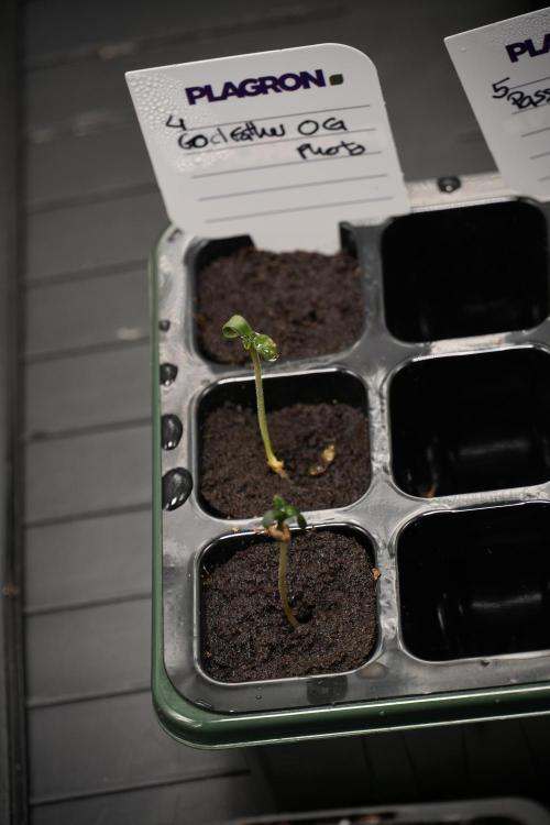God father OG By Zamnesia Pheno A. Week 0 - GodFather OG Pheno A
