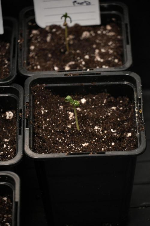 God father OG By Zamnesia Pheno A. Week 0 - GodFather OG Pheno A