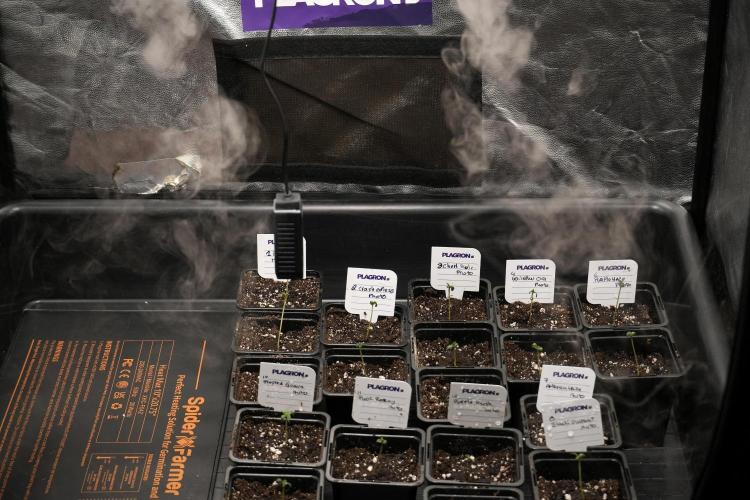 God father OG By Zamnesia Pheno A. Week 0 - GodFather OG Pheno A and sisters 