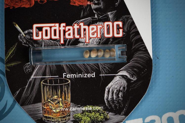 Pheno B God father OG By Zamnesia. Week 0 - Godfather OG seed Pack