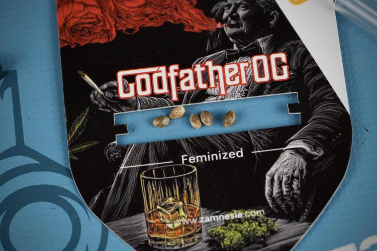 Pheno B God father OG By Zamnesia. Week 0 - Godfather OG seeds