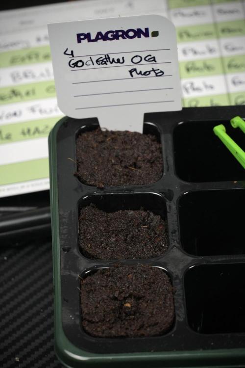 Pheno B God father OG By Zamnesia. Week 0 - Godfather OG seed B
