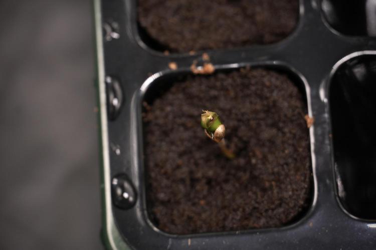 Pheno B God father OG By Zamnesia. Week 0 - Godfather OG seed B