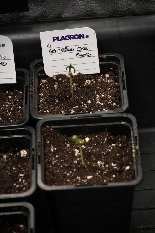 Pheno B God father OG By Zamnesia. Week 0 - Godfather OG Pheno B