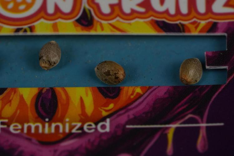 Passion Fruitz By Zamnesia. Week 0 - Passion Fruitz Seeds