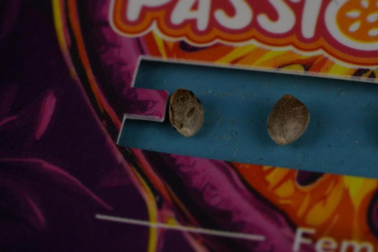 Passion Fruitz By Zamnesia. Week 0 - Passion Fruitz Seeds