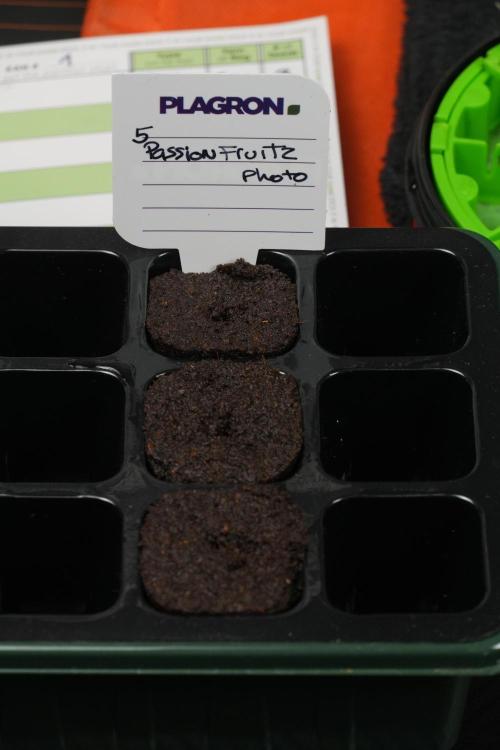 Passion Fruitz By Zamnesia. Week 0 - first attempt 