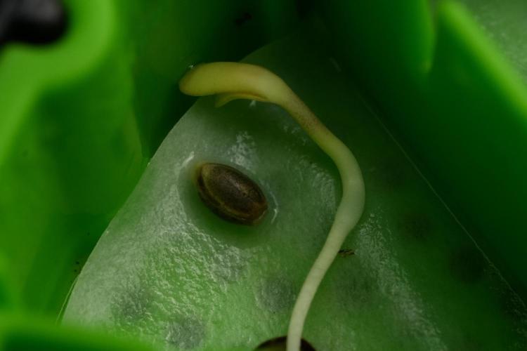 Passion Fruitz By Zamnesia. Week 0 - second  attempt 