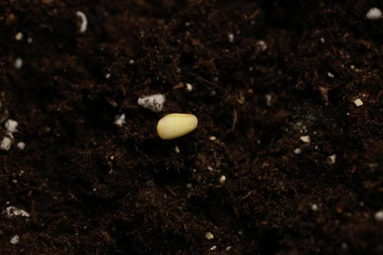 Passion Fruitz By Zamnesia. Week 0 - Passion Fruitz Day one 