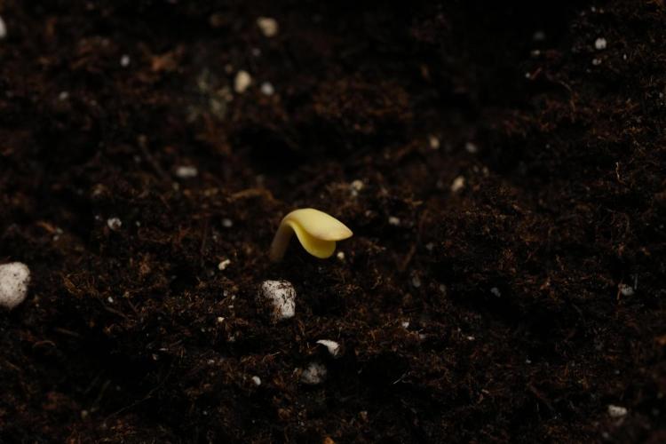 Passion Fruitz By Zamnesia. Week 0 - Passion Fruitz Day one 
