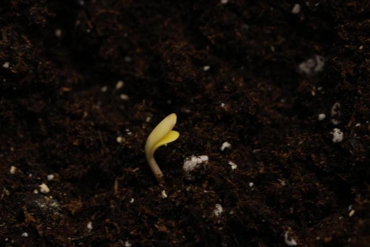 Passion Fruitz By Zamnesia. Week 0 - Passion Fruitz Day one 