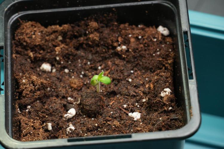 Passion Fruitz By Zamnesia. Week 0 - Passion Fruitz Day one 