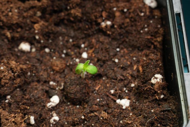 Passion Fruitz By Zamnesia. Week 0 - Passion Fruitz Day one 
