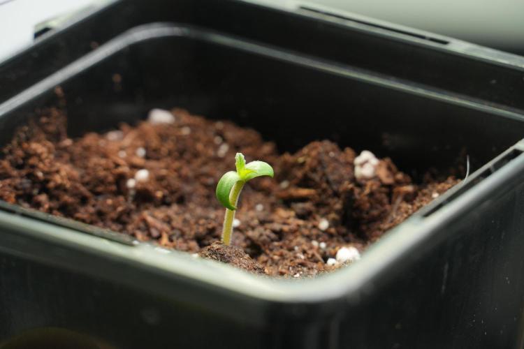 Passion Fruitz By Zamnesia. Week 0 - Passion Fruitz Day one 