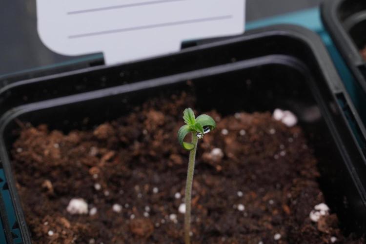 Passion Fruitz By Zamnesia. Week 0 - Passion Fruitz Day one in the dome